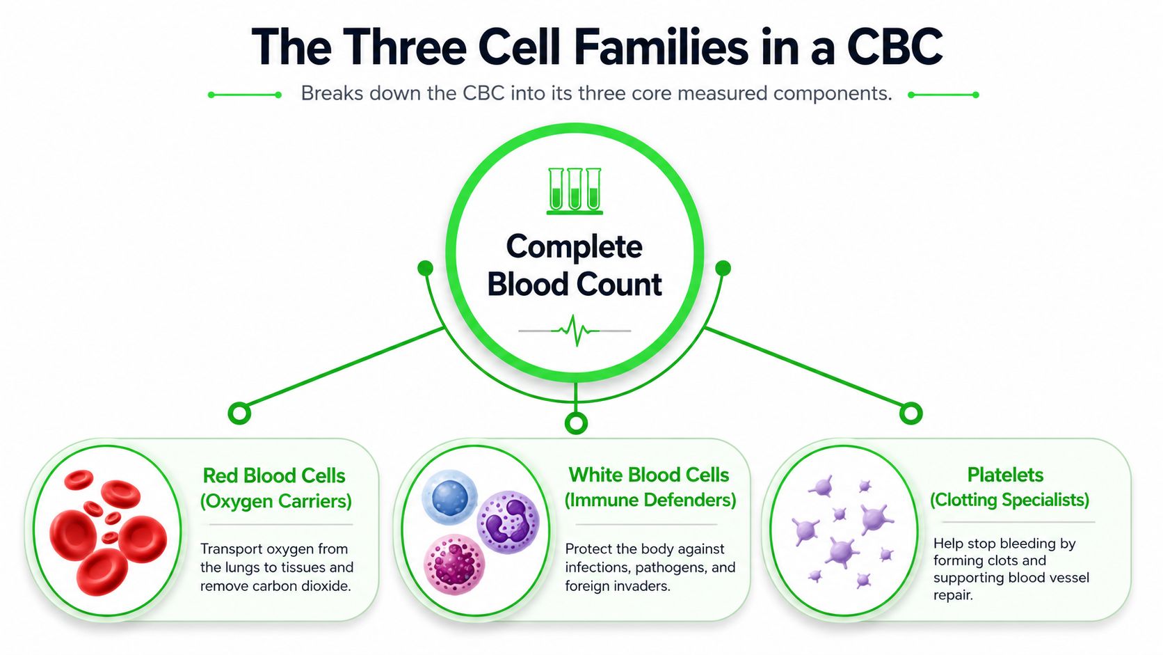 Full Blood Test Explained: What It Measures & How to Read It 6 An infographic showing the three cell families in a complete blood count: red blood cells, white blood cells, and platelets.