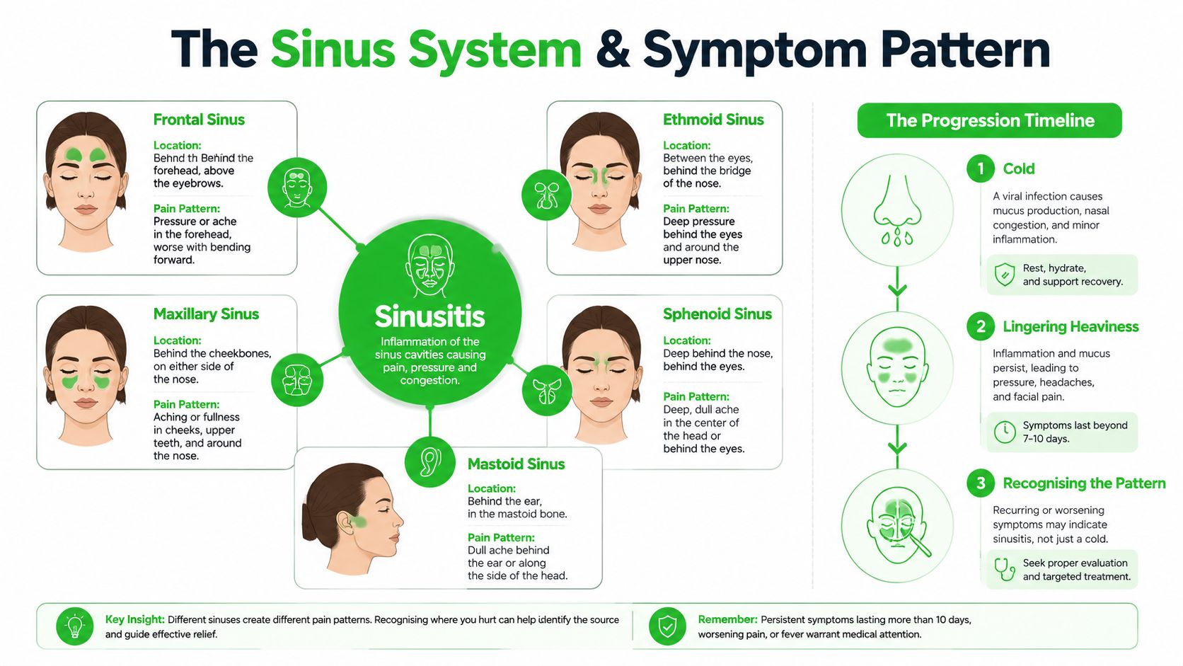 An infographic detailing sinus anatomy, location-based pain patterns, and the symptom progression timeline for sinusitis.