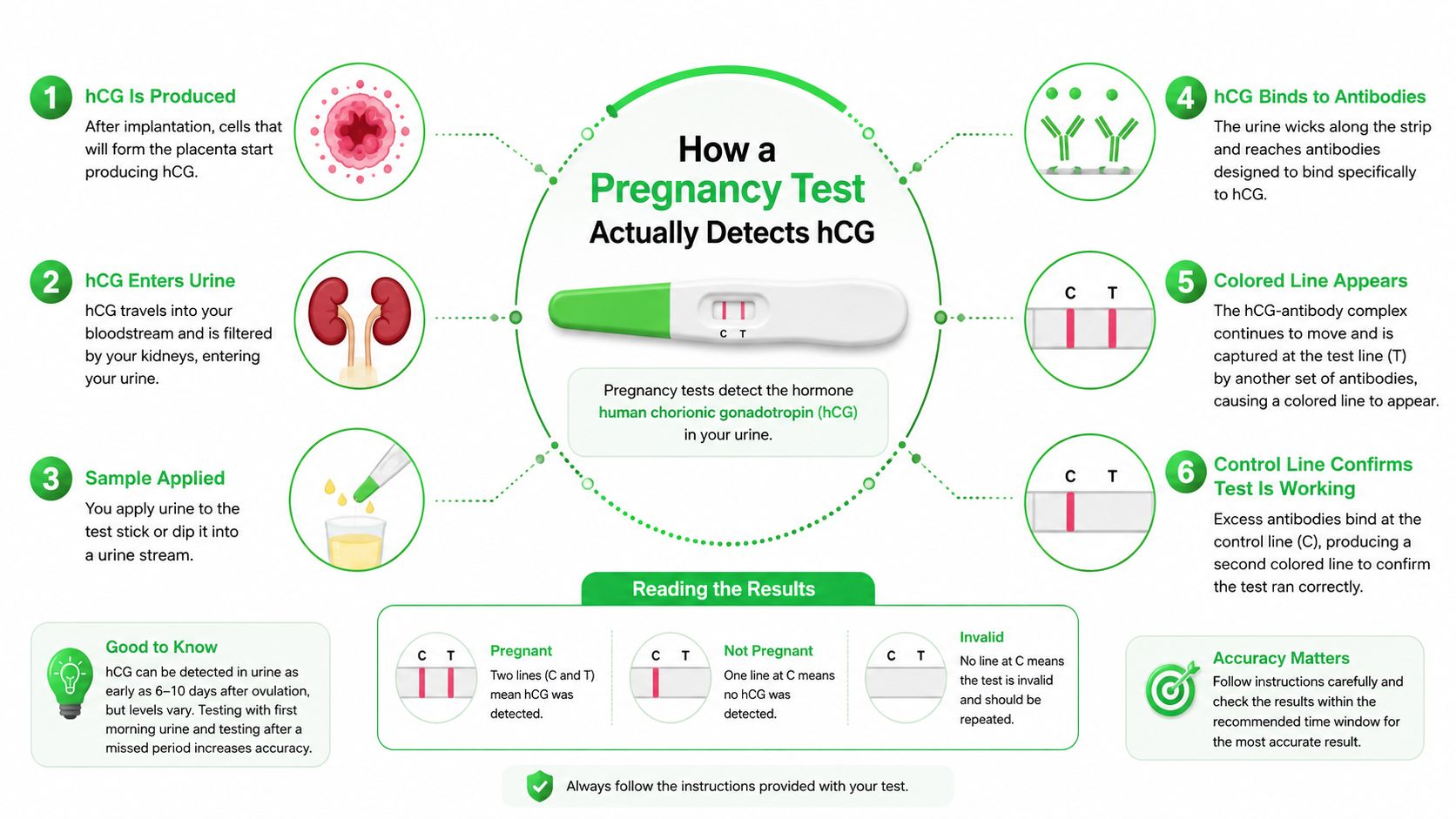 Dubai Pregnancy Test: Your Options, Timing, and Next Steps 5 An infographic illustration showing the step-by-step biological process of how a home pregnancy test detects hCG.