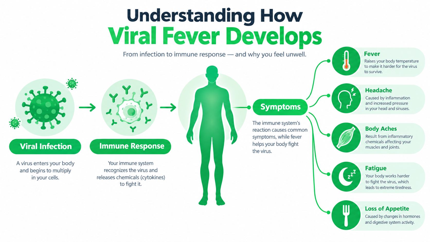 Viral Fever Symptoms and Warning Signs in Dubai 5 An infographic illustrating how a viral infection triggers the immune system, leading to common fever symptoms.